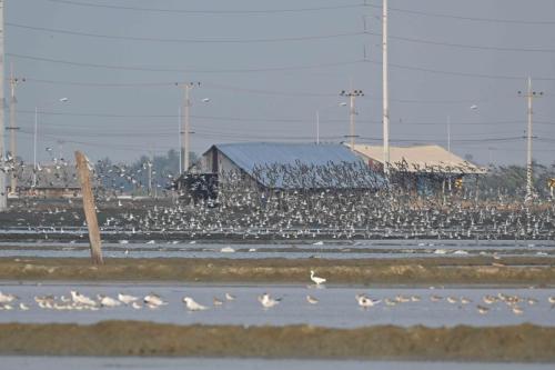 Laem Phak Bia - Marais salants