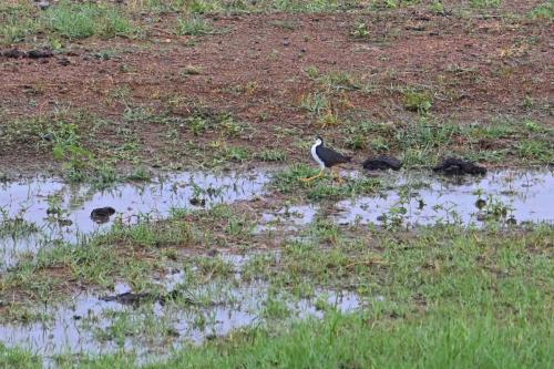 Râle à poitrine blanche