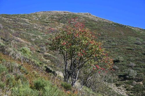 Sorbier des oiseleurs