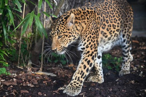 Panthère de Chine du Nord