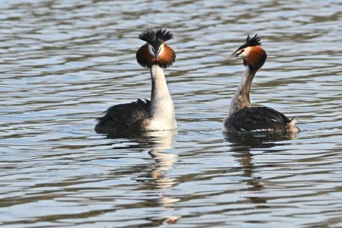 Grèbes huppés