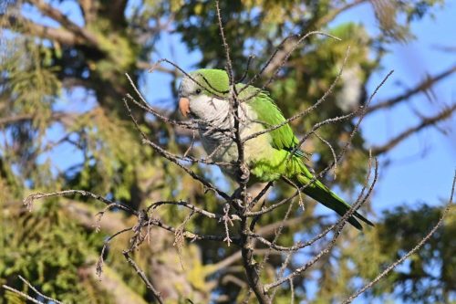 Conure veuve