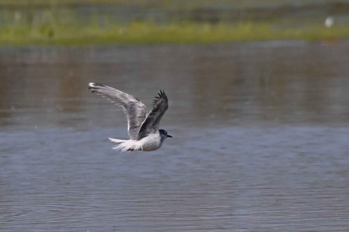 Mouette pygmée