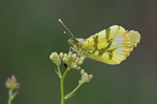 Aurore de Provence