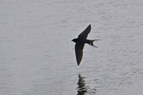 Hirondelle rustique