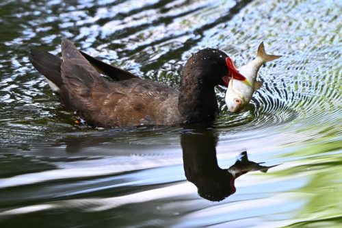 Poule d'eau