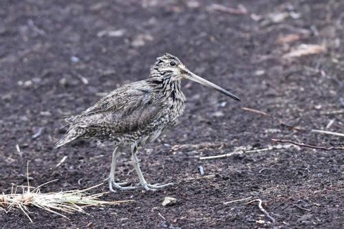 Bécassine de Magellan