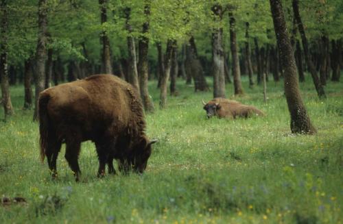 Zoo de Chizé - Bisons