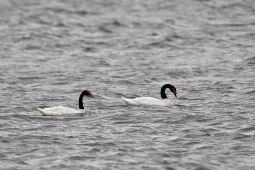Cygnes à cou noir