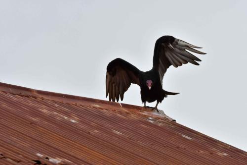 Urubu à tête rouge