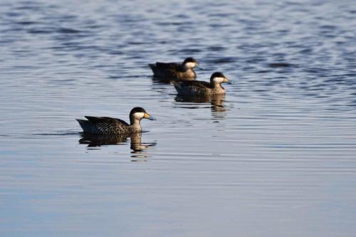 Sarcelles bariolées