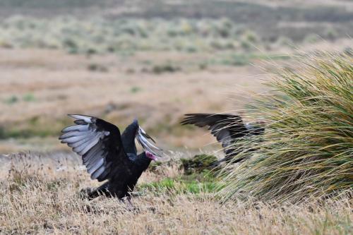 Urubus à tête rouge