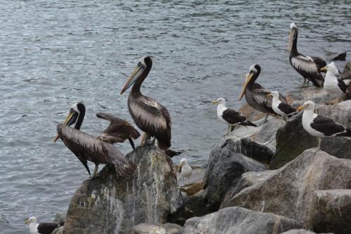 Pélicans thage et Goélands dominicains