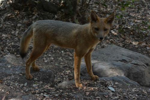 Renard gris qui sentait notre sandwich.