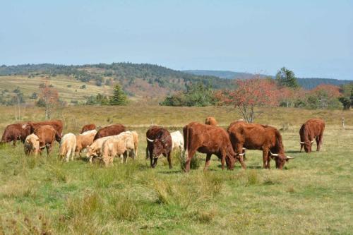 Vaches Salers au col du Béal 1387 m