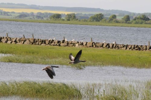 Oies cendrées à la réserve de Van Farm