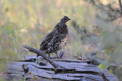 Ruffed Grouse