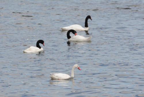 Cygnes à cou noir et Cygne Coscoroba