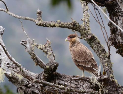 Caracara huppé (jeune) 