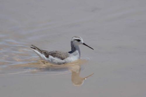 Phalarope de Wilson 