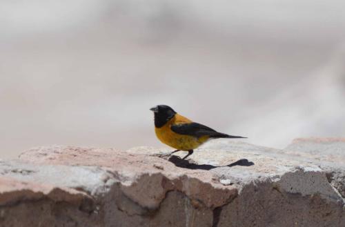 Phrygile à tête noire 