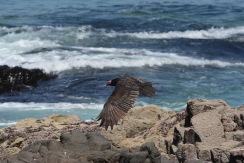 Urubu à tête rouge 