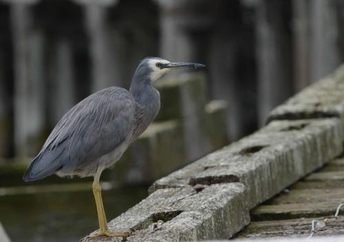 Aigrette à face blanche 