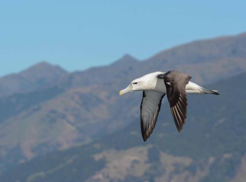 Albatros à cape blanche 