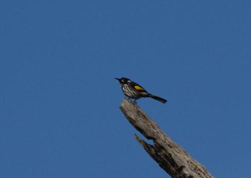 Méliphage de Nouvelle-Hollande