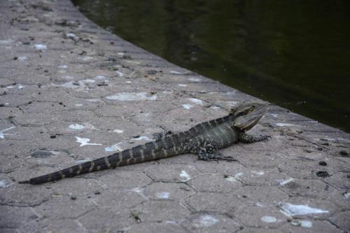 Lézard dans le jardin botanique