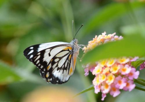 Caper white (Belenois java)