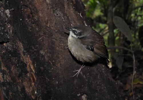 Séricorne à sourcils blancs