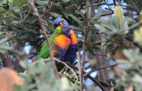 Loriquets de Swainson