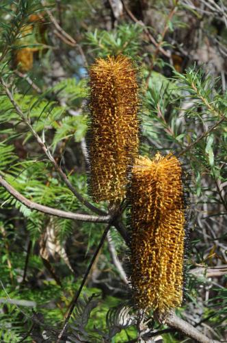 Banksia