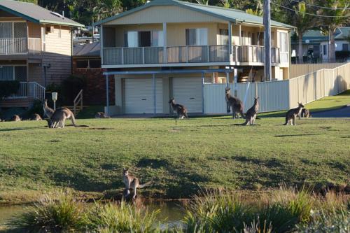 Kangourous dans un camping à Kioloa