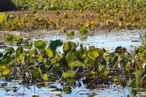 Réserve de Great Meadows
