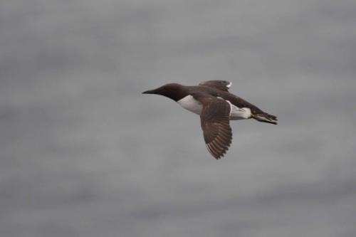Guillemot de troïl