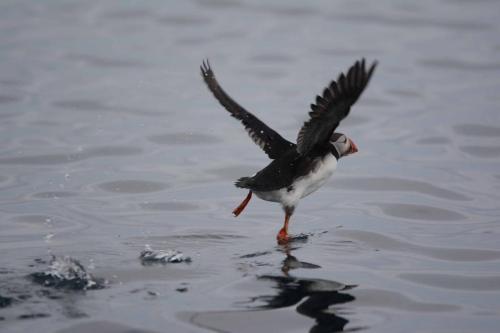 Macareux au décollage