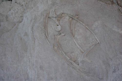 Os de dinosaures fossilisés