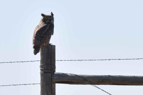 Grand Duc d'Amerique