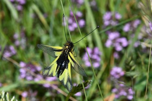 Ascalaphe souffré (Libelloides coccajus) femelle