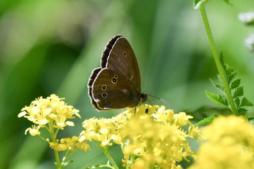Tristan (Aphantopus hyperantus)
