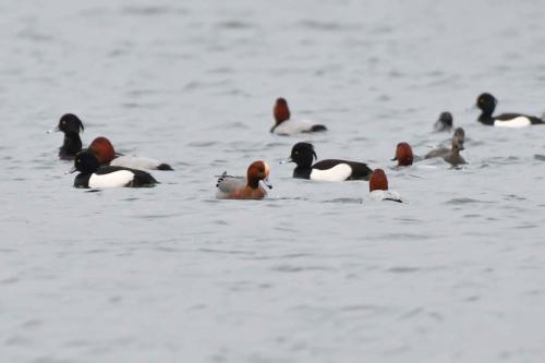 Canard siffleur, Fuligules morillons et Fuligules milouins