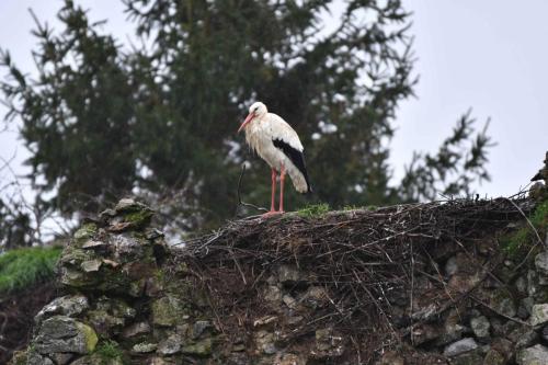 Cigogne blanche au chateau de la Rivière