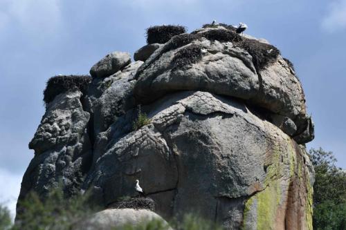 Cigognes blanches à Los Barruecos