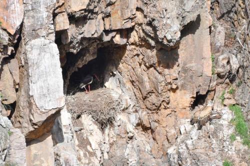 Cigogne noire et Vautours fauves à Salto del Gitano