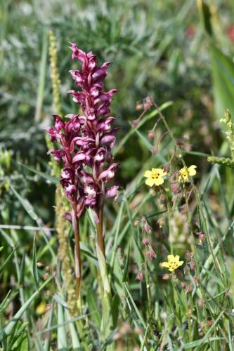 Anacamptis coriophora ?