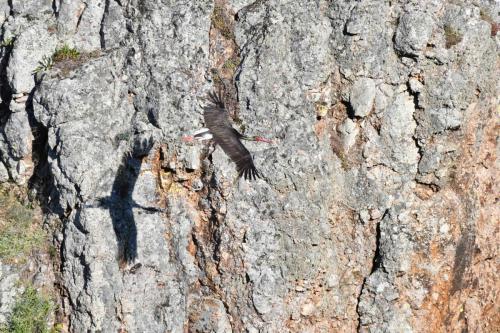 Cigogne noire à Salto del Gitano