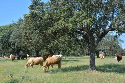 Dehesa paysage typique d'Extremadure