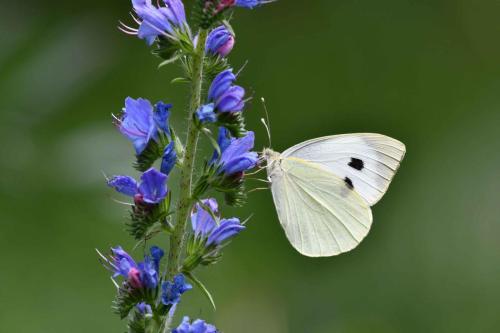 Piéride du chou